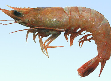 虾的营养价值,真是太丰富了-宝妈知识大全-杭州