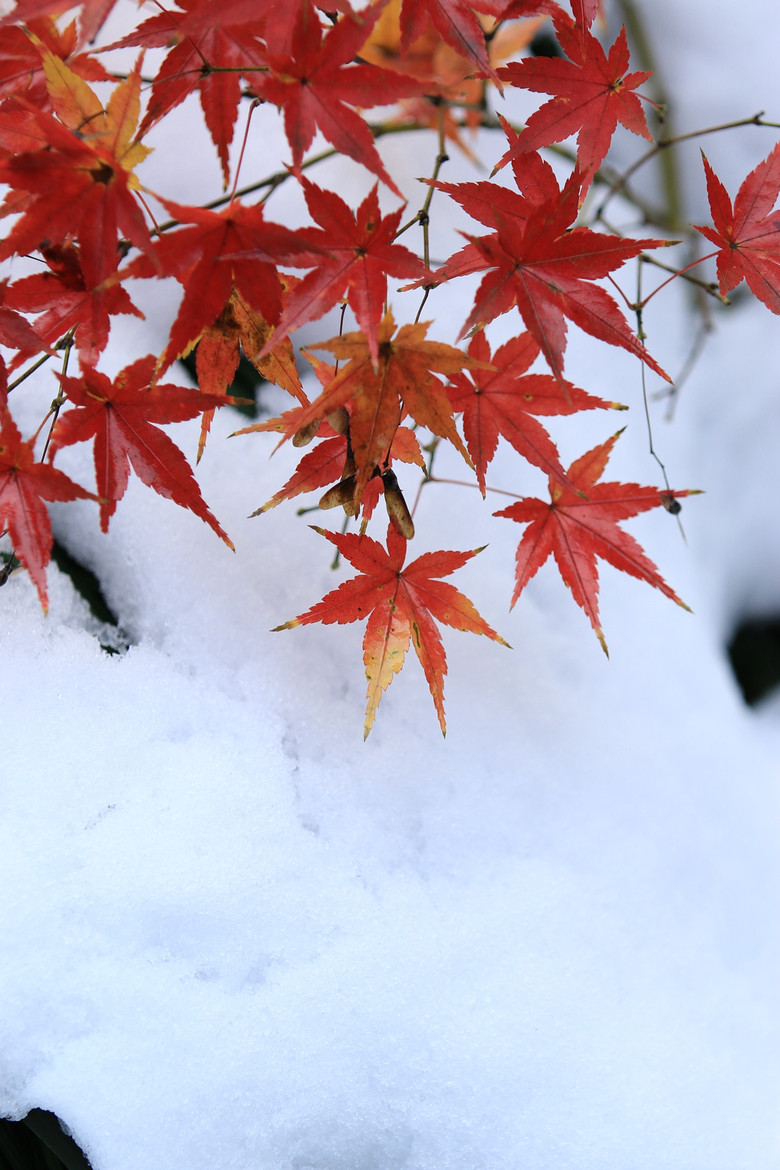 2015һ(chng)ѩ