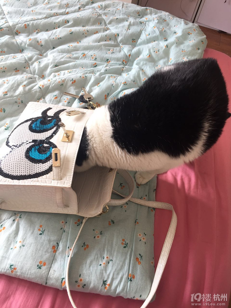 快过年了,拿点钱花花娶个媳妇-爱宠分享-家有宠