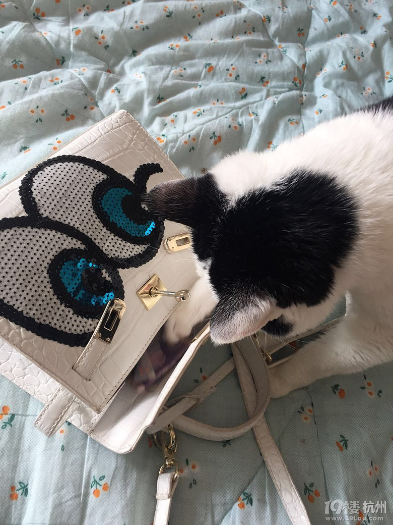 快过年了,拿点钱花花娶个媳妇-爱宠分享-家有宠