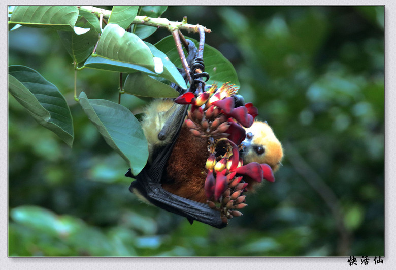 毛里求斯克里斯特尔谷和东南海岸的果蝠(上)-吃