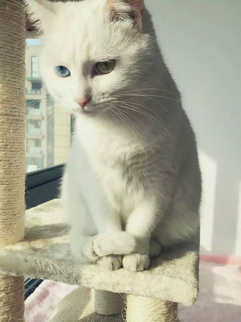 杭州专职宠物寄养 加微信看场地照片 tianshijin