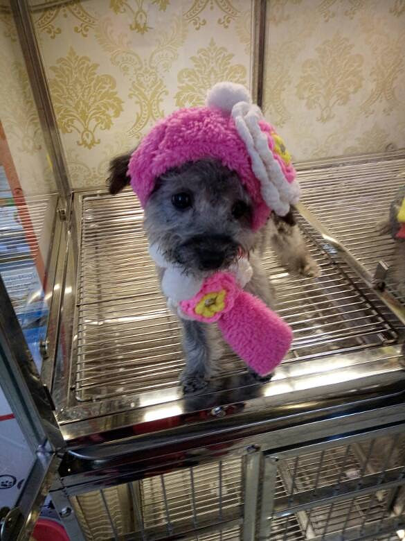 旭辉宠物馆猫狗寄养,等其他服务项目-家有宠物