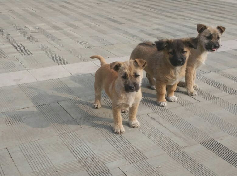 送狗，三个月小土狗，要的微信cb123871127-宠物送养区-杭州19楼