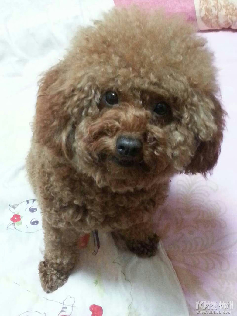 5000元找狗-寻宠启事-家有宠物-杭州19楼