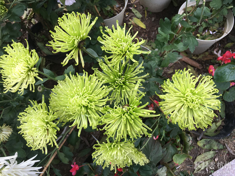 【元旦出游】+福州&泉州之旅-活动-大杭州旅