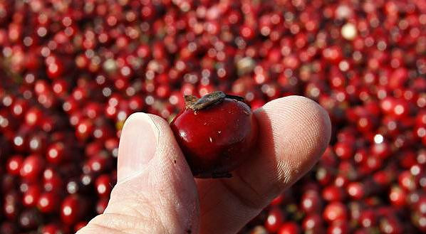 孕妇能吃蔓越莓吗?爱吃蔓越莓的过来看看-宝妈