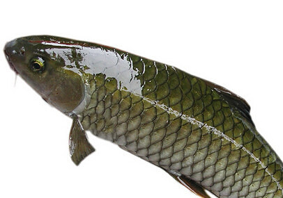 草鱼的营养价值,来看看-宝妈知识大全-杭州19楼