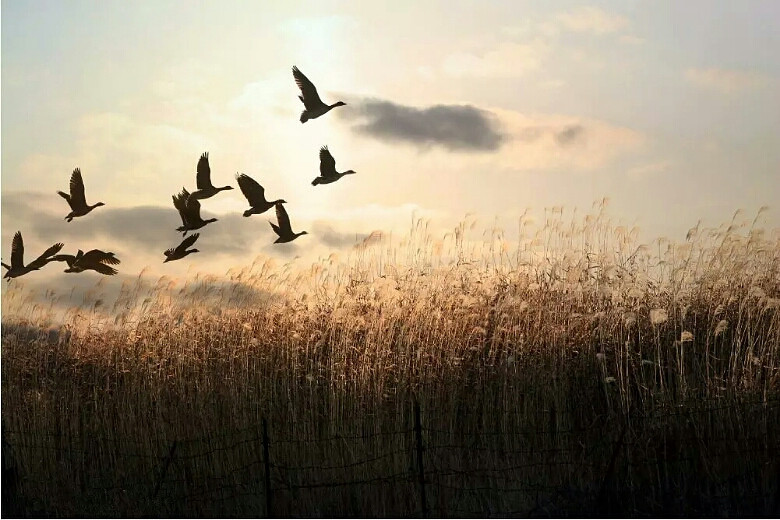 如果有来生,要做一只鸟, 飞越永恒,没有-情感沙