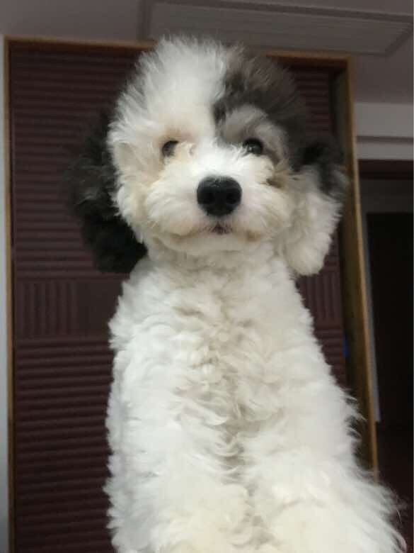 灰白花贵便宜卖… 公,5个月 玩具体 -宠物送养区