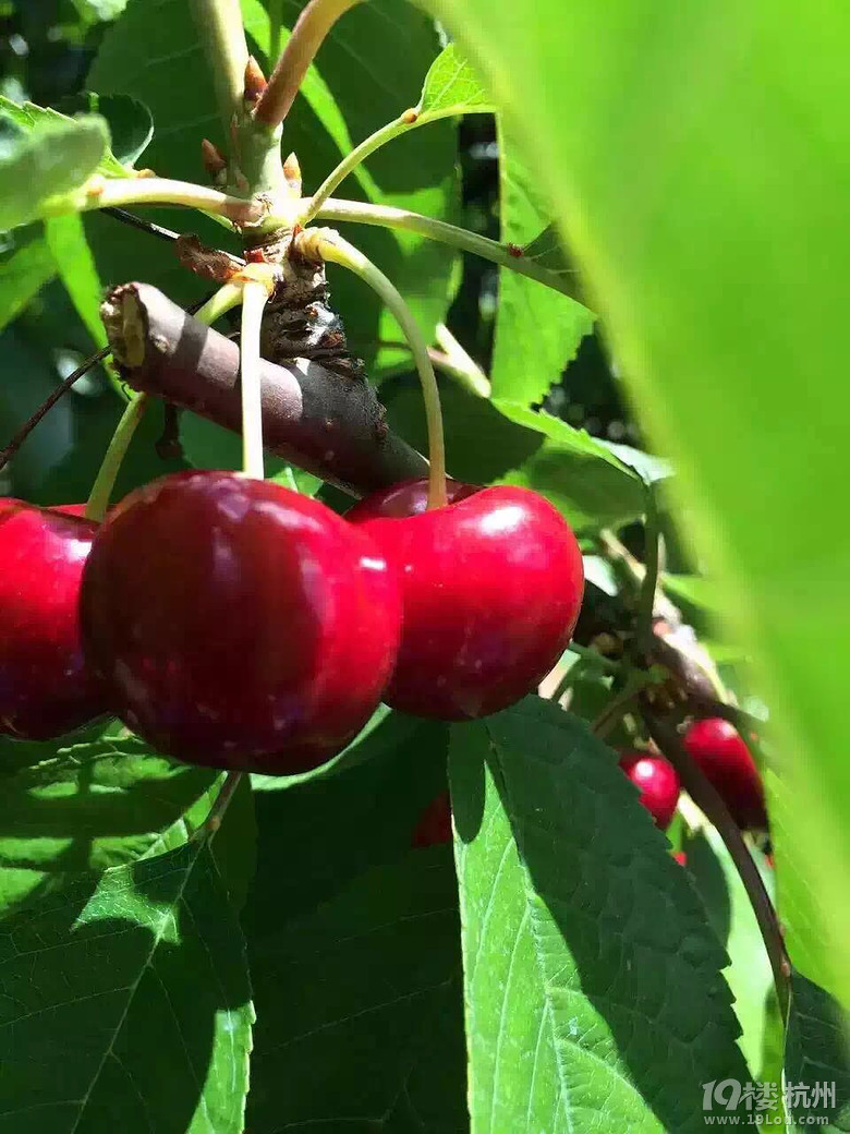 澳洲tasmania车厘子\/大樱桃,约吗?-我为零食狂