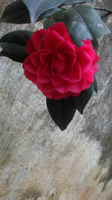 茶花已開一朵