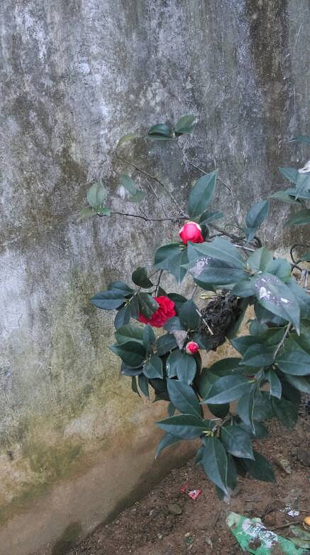 茶花已開一朵