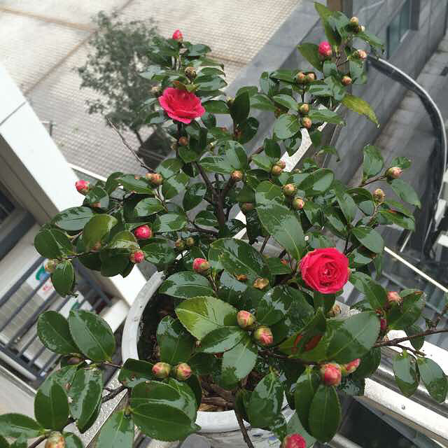 ÷Կຮ(li)