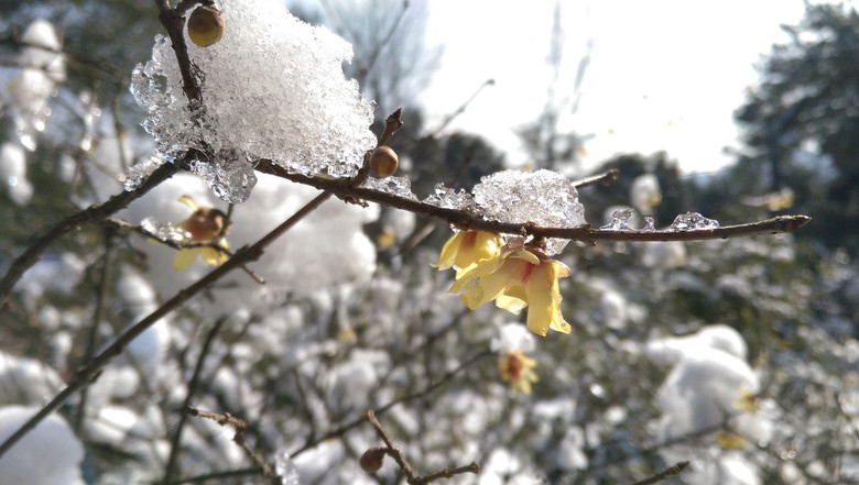 踏雪寻梅