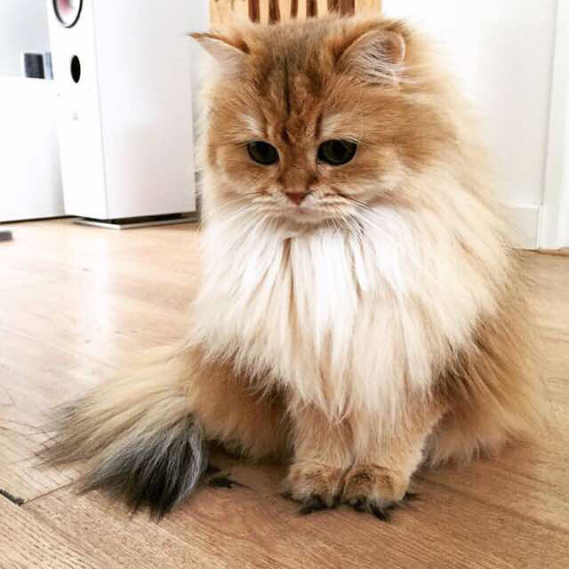 分享一只英国长毛猫