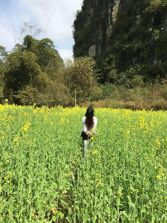 陽朔十里畫廊油菜花