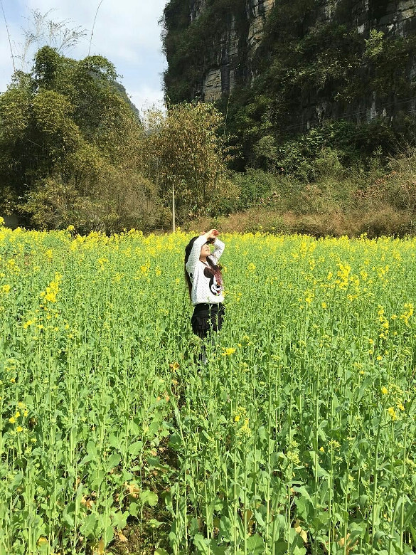 陽朔十里畫廊油菜花
