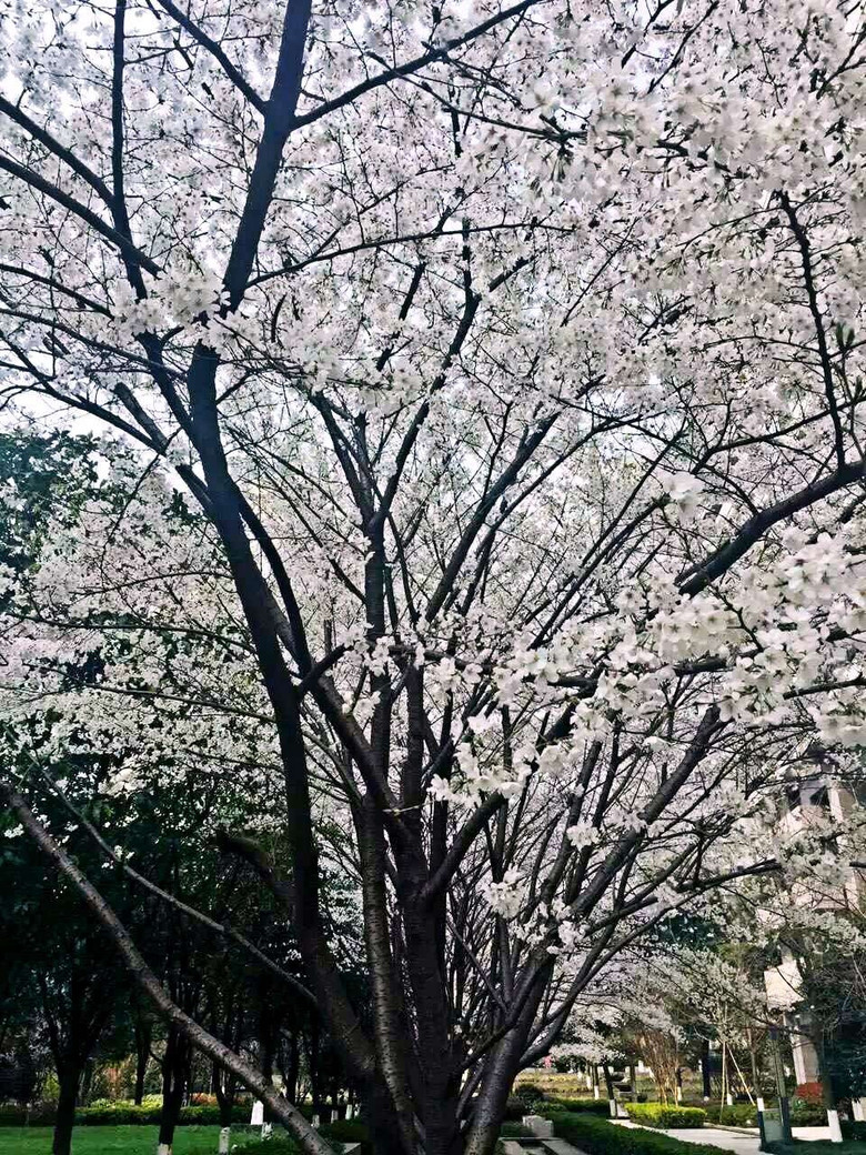 個人感覺，不比日本差！
