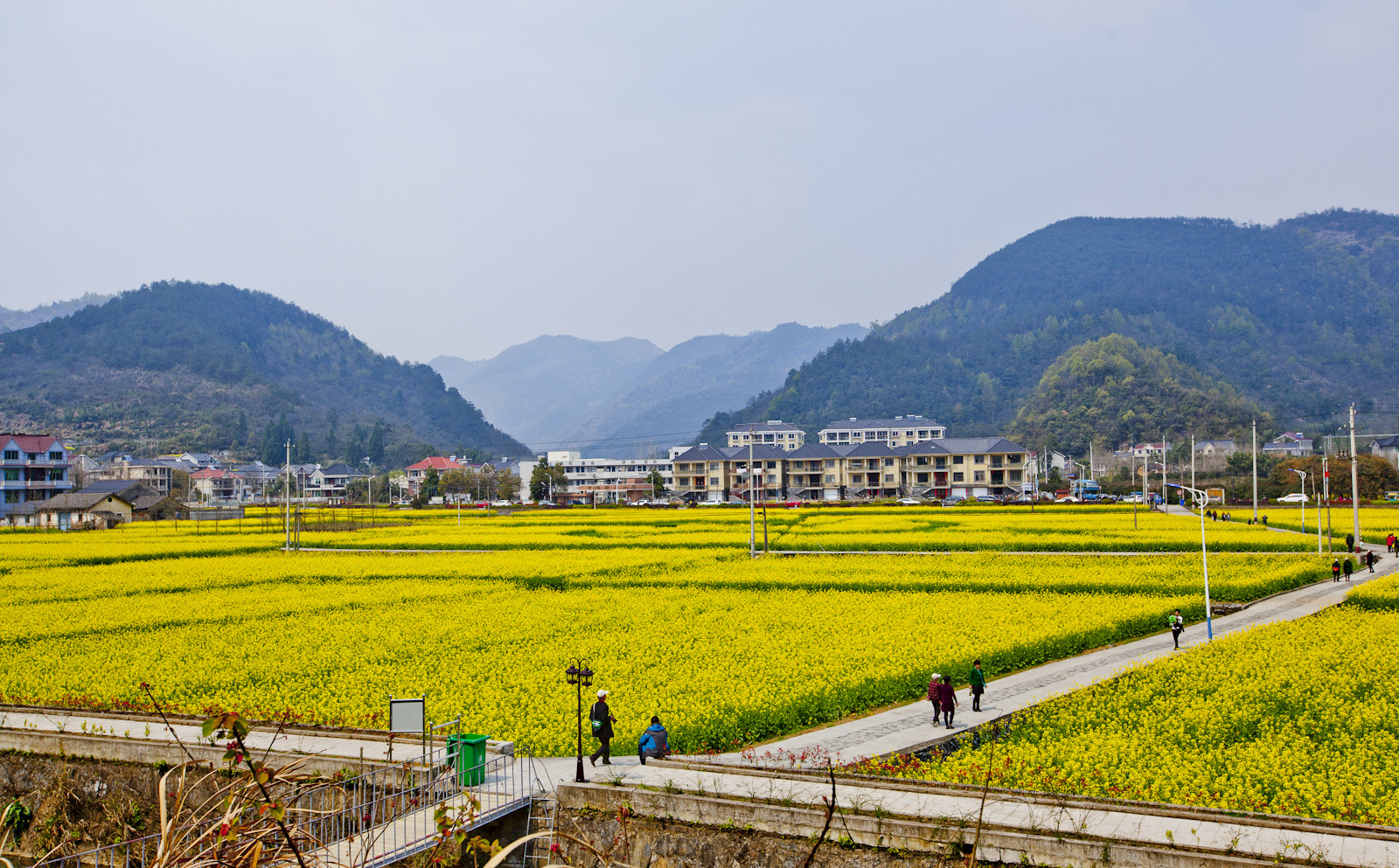 富阳洞桥油菜花 2016.03.28