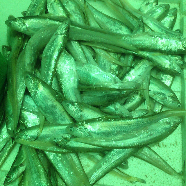 【楚家私房菜】系列之一百伍拾：干炸刀魚
