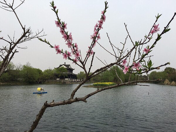 【花的世界】西溪湿地的桃花