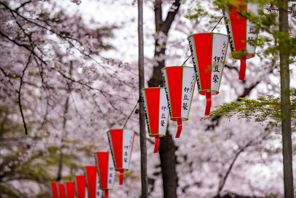 绝美樱花雨～日本上野公园赏樱记