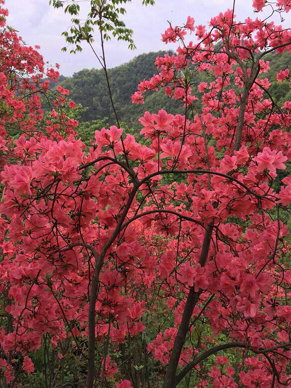 花的世界 富阳老家,映山红迎春花樱花,还