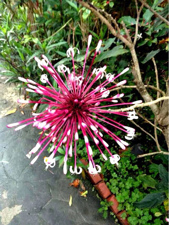 【花的世界】拉丝花