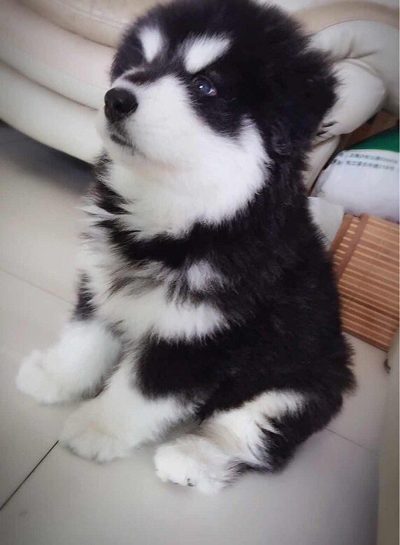 阿拉斯加幼犬