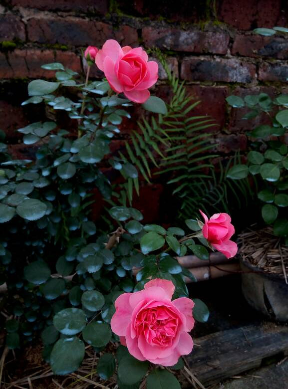 月季,粉色达芬奇