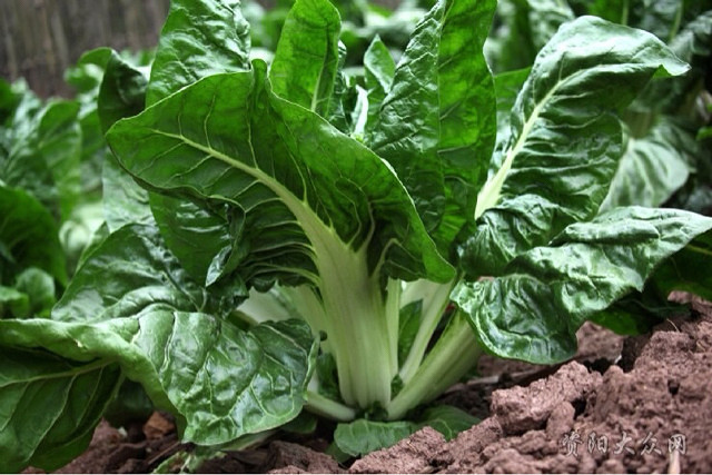 【楚家私房菜】系列之一百伍拾三：甜皮菜
