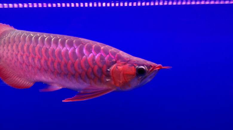 1.8米可丽爱鱼缸+40cm印尼红辣椒龙鱼打包转