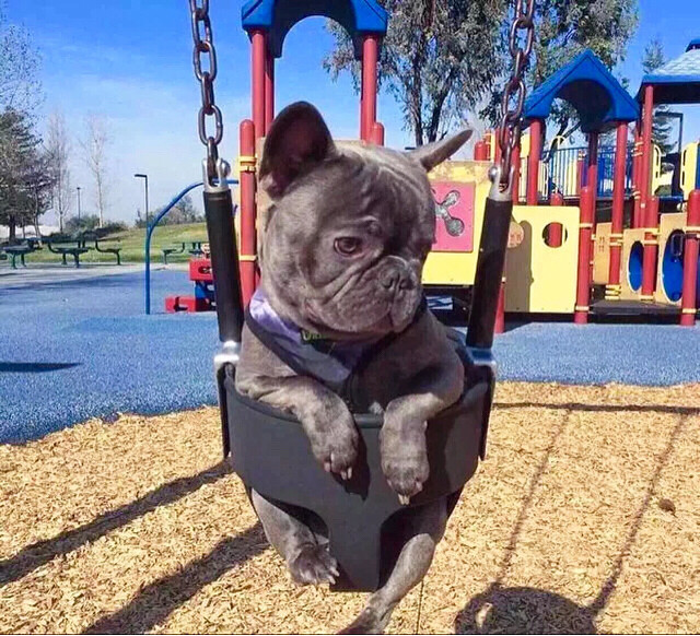 杭州哪里买泰迪比较靠谱?