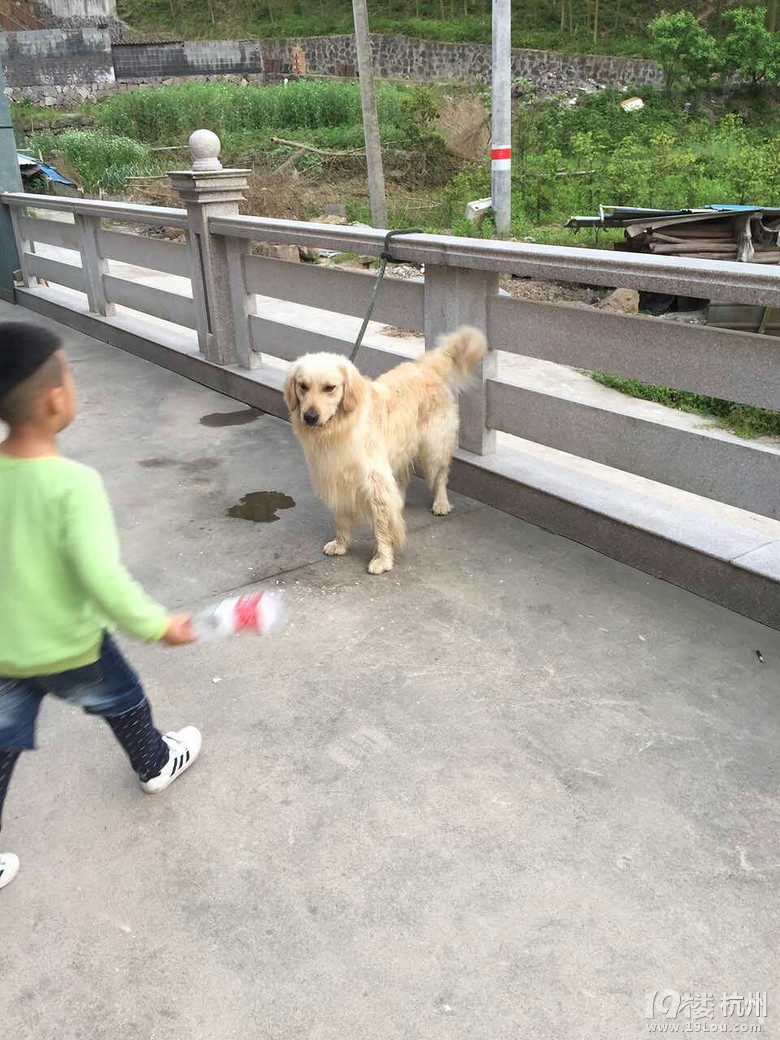 吼吼·····好大一只金毛····