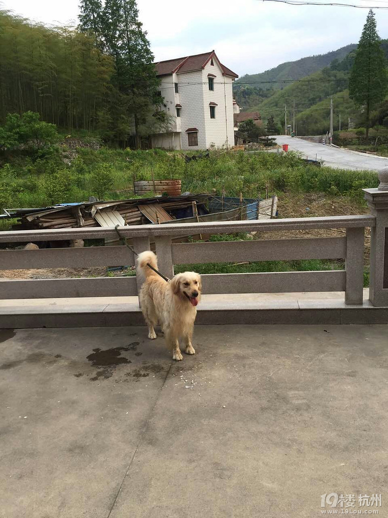 吼吼·····好大一只金毛····