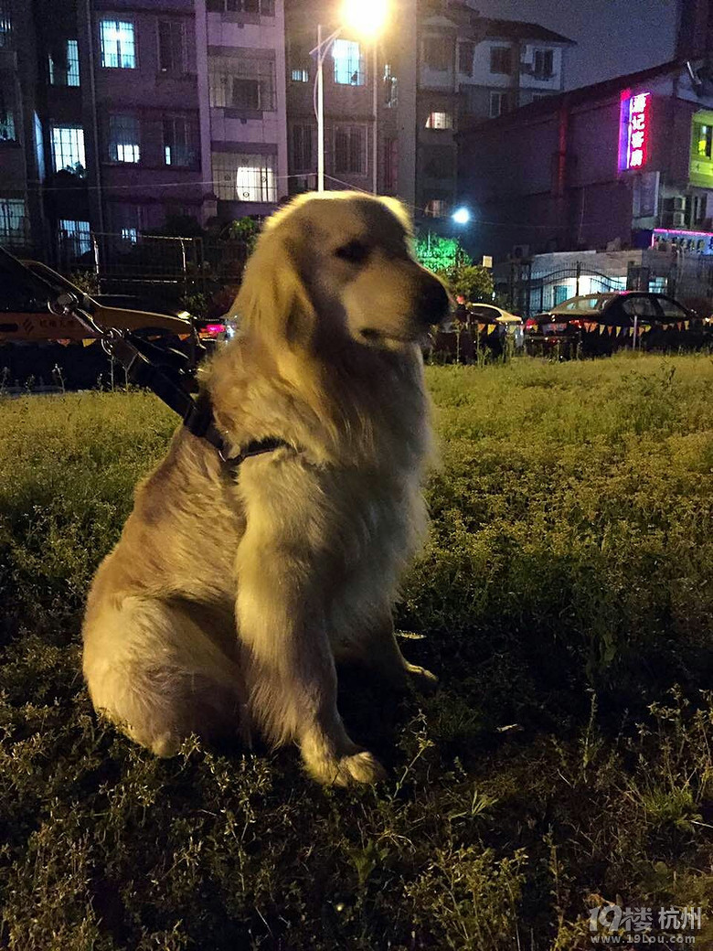 吼吼·····好大一只金毛····