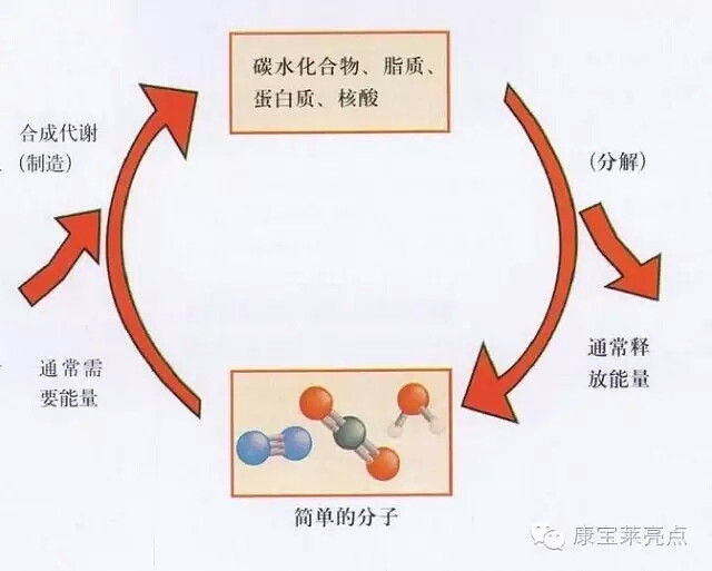 你必须知道的,提高代谢率的方法!