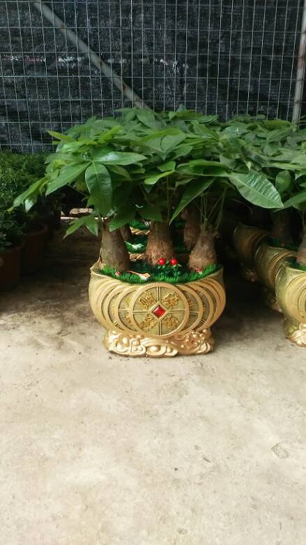发财树组合盆景