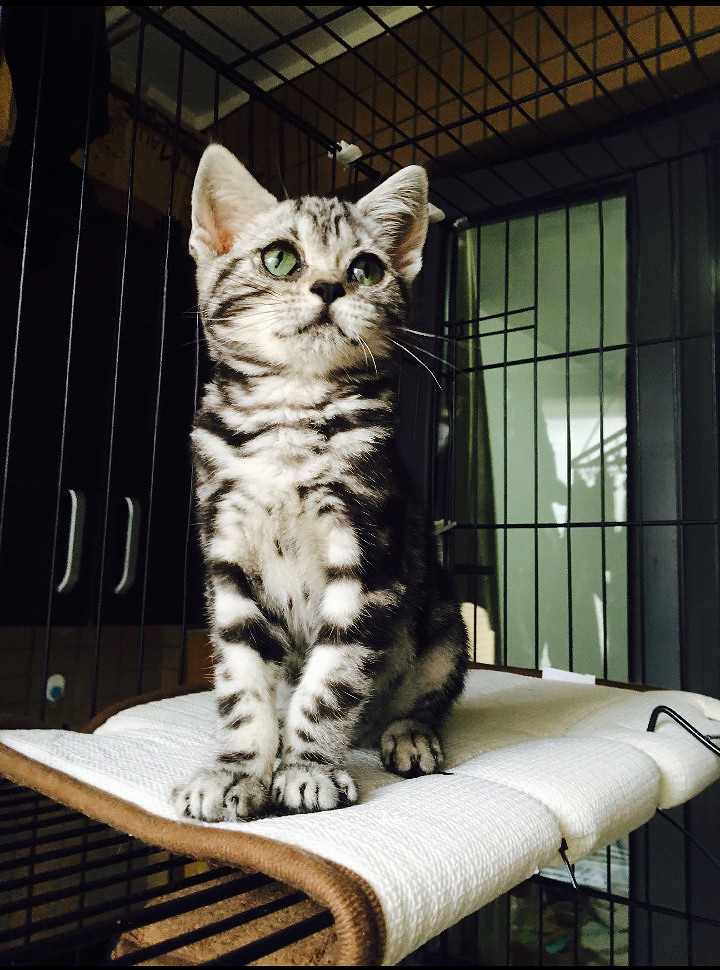 杭州 美短标斑妹妹找主人