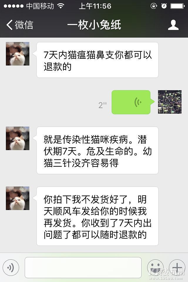 想買(mǎi)寵物貓的要小心蕭山黨灣的女騙子！ 之前19樓上也曝光過(guò)！