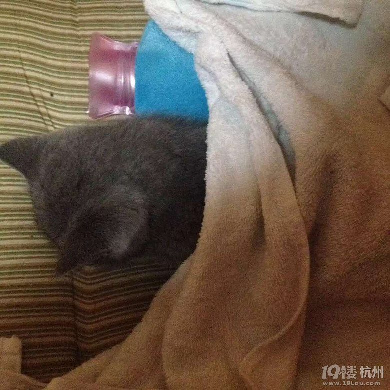 想買(mǎi)寵物貓的要小心蕭山黨灣的女騙子！ 之前19樓上也曝光過(guò)！