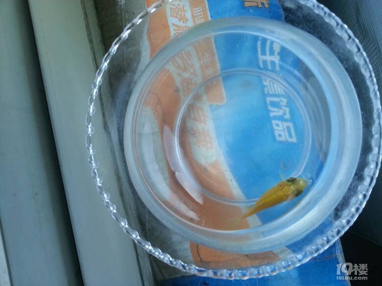 我的小鱼儿可以做菜吗?