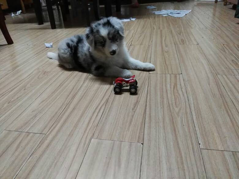 边牧