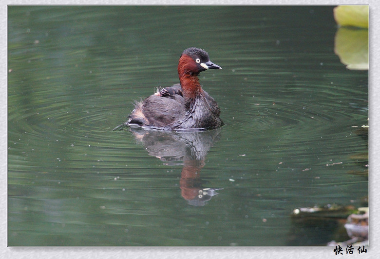 BУСƪ---ԺLɹ@СGfķֳ֮