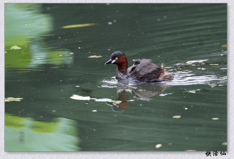 BУСƪ---ԺLɹ@СGfķֳ֮