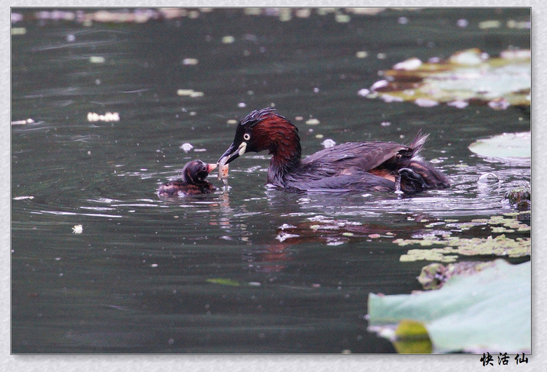 BУСƪ---ԺLɹ@СGfķֳ֮