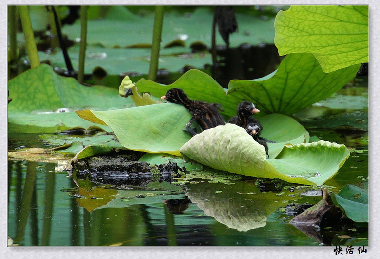 BУСƪ---ԺLɹ@СGfķֳ֮