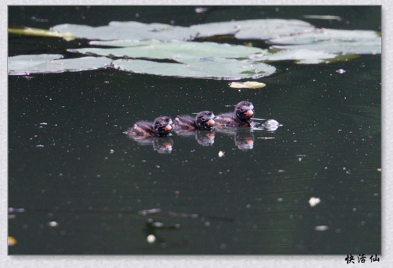 BУСƪ---ԺLɹ@СGfķֳ֮