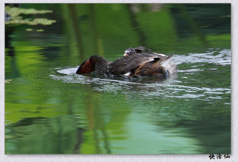 BУСƪ---ԺLɹ@СGfķֳ֮